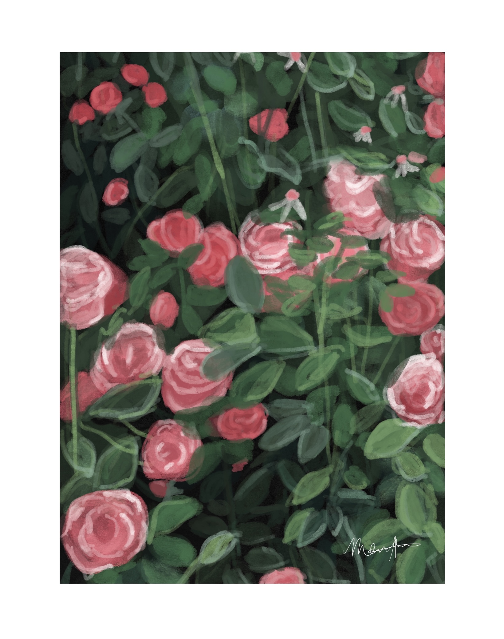 Pink Roses. Procreate Digital Painting. November 27, 2021